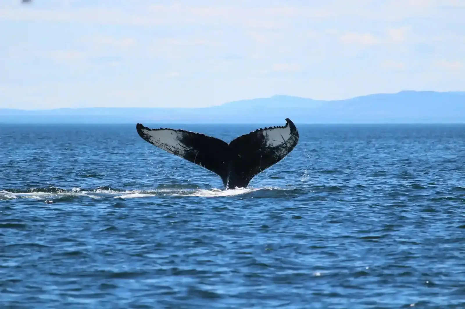 Hermanus & the Whale Coast