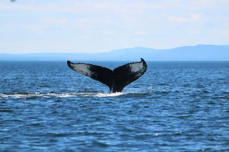 Hermanus & the Whale Coast